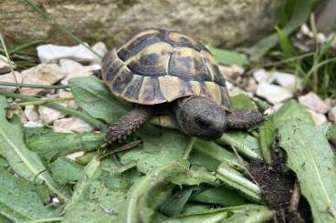 Landschildkröten kaufen und verkaufen Foto: Griechische Landschildkröten (THB) Nachzuchten aus 2022 Landschildkröten kaufen und verkaufen Foto: Griechische Landschildkröten (THB) Nachzuchten aus 2022