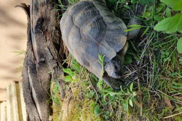 Tortoises kaufen und verkaufen Photo: Biete ein TM Bock aus 2009 Tortoises kaufen und verkaufen Photo: Biete ein TM Bock aus 2009