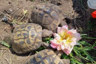 Tortoises kaufen und verkaufen Photo: Drei Hermanni boettgerie´s