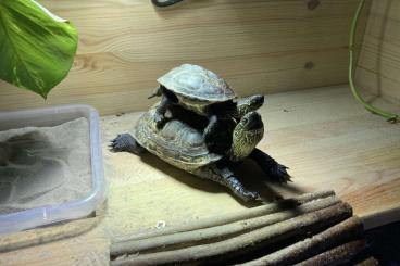 Sumpfschildkröten kaufen und verkaufen Foto: Chinesische Dreikielschildkröten Sumpfschildkröten kaufen und verkaufen Foto: Chinesische Dreikielschildkröten