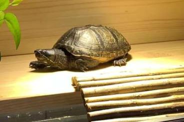 Sumpfschildkröten kaufen und verkaufen Foto: Gewöhnliche Moschusschildkröte Sumpfschildkröten kaufen und verkaufen Foto: Gewöhnliche Moschusschildkröte