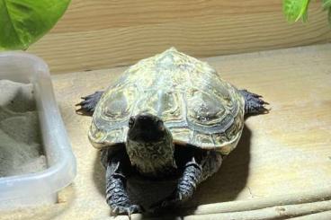 Turtles kaufen und verkaufen Photo: Chinesische Dreikielschildkröten / Mauremys reevesii 1.1 Turtles kaufen und verkaufen Photo: Chinesische Dreikielschildkröten / Mauremys reevesii 1.1