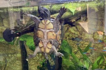 Sumpfschildkröten kaufen und verkaufen Foto: 0.1 Sternotherus Odoratus - gewöhnliche Moschusschildkröte 