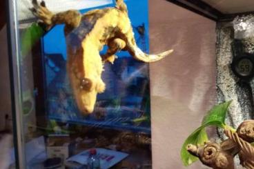 Geckos kaufen und verkaufen Photo: Kronengecko, 3 Jahre, abzugeben Geckos kaufen und verkaufen Photo: Kronengecko, 3 Jahre, abzugeben