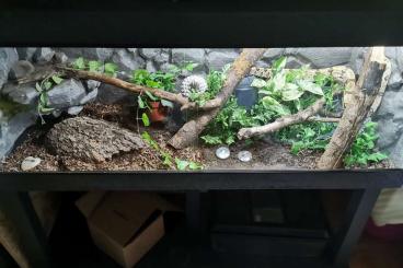 Boas kaufen und verkaufen Photo: Boa Constrictor Constrictor (Brasilien) mit Terrarium abzugeben Boas kaufen und verkaufen Photo: Boa Constrictor Constrictor (Brasilien) mit Terrarium abzugeben