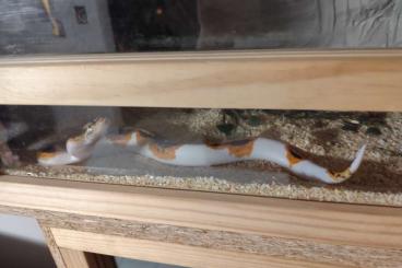 Ball Pythons kaufen und verkaufen Photo: Biete Königspython an wegen Verkleinerung Ball Pythons kaufen und verkaufen Photo: Biete Königspython an wegen Verkleinerung