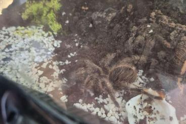 - bird spiders kaufen und verkaufen Photo: Vogelspinnen zu verkaufen - bird spiders kaufen und verkaufen Photo: Vogelspinnen zu verkaufen