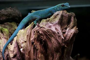 Lizards kaufen und verkaufen Photo: suche zwei Lygodactilus williamsi Weibchen Lizards kaufen und verkaufen Photo: suche zwei Lygodactilus williamsi Weibchen
