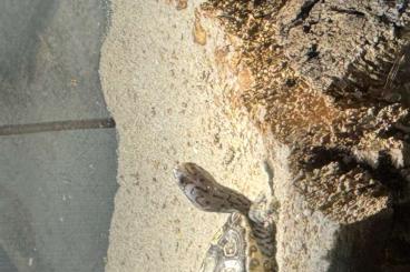 Schildkröten kaufen und verkaufen Foto: Diamantschildkröte Malaclemys Centrata Schildkröten kaufen und verkaufen Foto: Diamantschildkröte Malaclemys Centrata