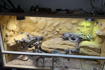 Bearded dragons kaufen und verkaufen Photo: Bartagame inkl Terrarium Bearded dragons kaufen und verkaufen Photo: Bartagame inkl Terrarium