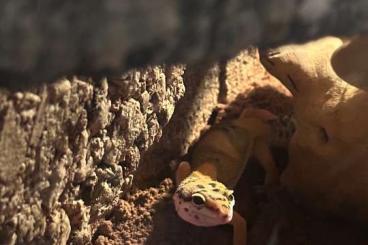 Geckos kaufen und verkaufen Photo: Leopardgecko inkl. Terrarium Geckos kaufen und verkaufen Photo: Leopardgecko inkl. Terrarium
