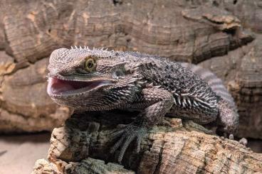 Agamen kaufen und verkaufen Foto: Männlicher Bartagame abzugeben Agamen kaufen und verkaufen Foto: Männlicher Bartagame abzugeben
