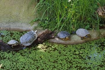 Turtles kaufen und verkaufen Photo: Teichfeste Wasserschildkröten Turtles kaufen und verkaufen Photo: Teichfeste Wasserschildkröten