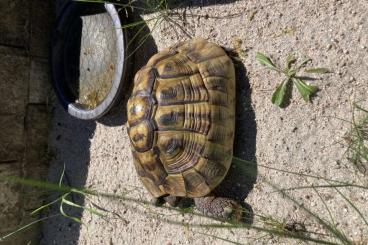 Landschildkröten kaufen und verkaufen Foto: Weibliche griechische Landschildkröte sucht ein neues zu Hause Landschildkröten kaufen und verkaufen Foto: Weibliche griechische Landschildkröte sucht ein neues zu Hause