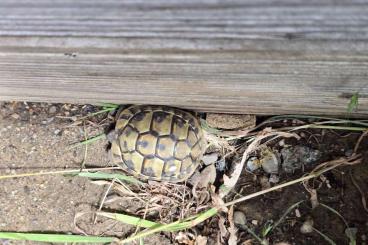 Tortoises kaufen und verkaufen Photo: 7 Griechische Landschildkröten NZ 2022 Tortoises kaufen und verkaufen Photo: 7 Griechische Landschildkröten NZ 2022