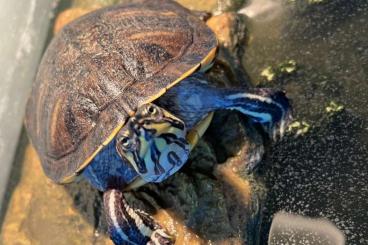 Schildkröten kaufen und verkaufen Foto: Gelbwangenschmuckschildkröte Schildkröten kaufen und verkaufen Foto: Gelbwangenschmuckschildkröte