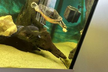 Sumpfschildkröten kaufen und verkaufen Foto: Australische Rotbauch Spitzkopf Wasserschildkröte Männlich 5 Jahre alt Sumpfschildkröten kaufen und verkaufen Foto: Australische Rotbauch Spitzkopf Wasserschildkröte Männlich 5 Jahre alt