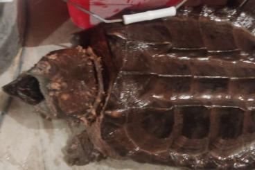 Sumpfschildkröten kaufen und verkaufen Foto: Ejemplar de Macrochelys Temminckii macho 1.0 nat 2002