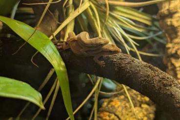 Geckos kaufen und verkaufen Photo: Ein Conrau Zwergtaggecko Pärchen (Lygodactylus conraui) kostenlos Geckos kaufen und verkaufen Photo: Ein Conrau Zwergtaggecko Pärchen (Lygodactylus conraui) kostenlos