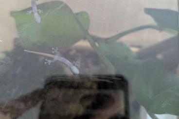 Geckos kaufen und verkaufen Photo: 2 Conrau Zwergtaggecko Babys (Lygodactylus conraui)kostenlos Geckos kaufen und verkaufen Photo: 2 Conrau Zwergtaggecko Babys (Lygodactylus conraui)kostenlos