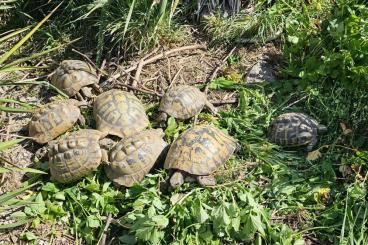 Tortoises kaufen und verkaufen Photo: Landschildkröten Gruppe mit Cites Tortoises kaufen und verkaufen Photo: Landschildkröten Gruppe mit Cites
