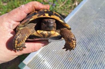 Schildkröten kaufen und verkaufen Foto: Testudo Männchen 2016 Jahrgang Schildkröten kaufen und verkaufen Foto: Testudo Männchen 2016 Jahrgang