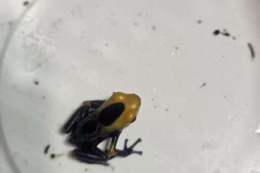 Pfeilgiftfrösche kaufen und verkaufen Foto: Dendrobaten Tinctorius Tumucumaque Pfeilgiftfrösche kaufen und verkaufen Foto: Dendrobaten Tinctorius Tumucumaque