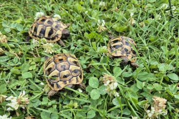 Tortoises kaufen und verkaufen Photo: Griechische Landschildkröten(THB) Nachzuchten aus 2024 Tortoises kaufen und verkaufen Photo: Griechische Landschildkröten(THB) Nachzuchten aus 2024