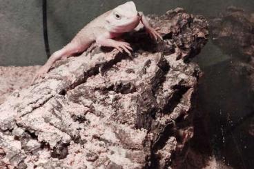 Bearded dragons kaufen und verkaufen Photo: Bartagamen Nachzucht oder Eier Bearded dragons kaufen und verkaufen Photo: Bartagamen Nachzucht oder Eier