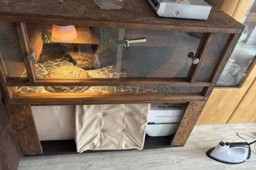 Geckos kaufen und verkaufen Foto: Gecko in gelbe Streifen u klein Geckos kaufen und verkaufen Foto: Gecko in gelbe Streifen u klein