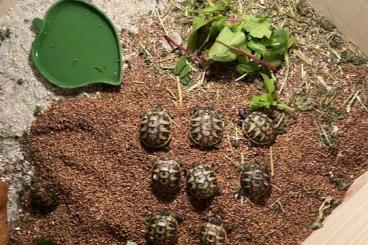 Landschildkröten kaufen und verkaufen Foto: 9 junge griechische Landschildkröten Landschildkröten kaufen und verkaufen Foto: 9 junge griechische Landschildkröten