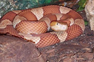 Venomous snakes kaufen und verkaufen Photo: Agkistrodon contortrix lacticintus Kupferkopf Venomous snakes kaufen und verkaufen Photo: Agkistrodon contortrix lacticintus Kupferkopf