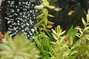 Aquarien kaufen und verkaufen Foto: 180l Juwel Aquarium Abzugeben Aquarien kaufen und verkaufen Foto: 180l Juwel Aquarium Abzugeben