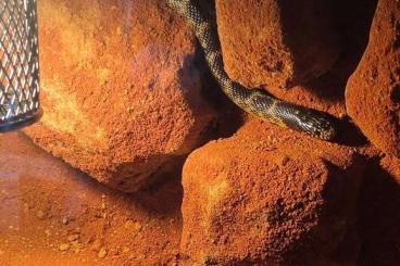 Snakes kaufen und verkaufen Photo: junge Zornnatter zum Abgeben Snakes kaufen und verkaufen Photo: junge Zornnatter zum Abgeben