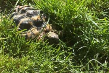 Landschildkröten kaufen und verkaufen Foto: Verkaufe leider aus privaten Gründen eine griechische Landschildkröte Landschildkröten kaufen und verkaufen Foto: Verkaufe leider aus privaten Gründen eine griechische Landschildkröte
