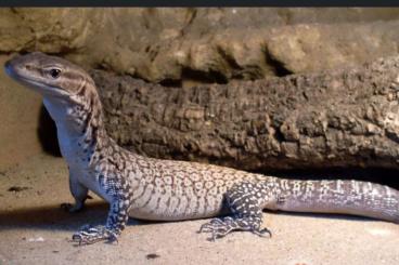 Warane kaufen und verkaufen Foto: Suche varanus tristis Warane kaufen und verkaufen Foto: Suche varanus tristis