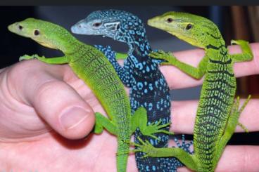 Warane kaufen und verkaufen Foto: Suche varanus macraei/prasinus/beccarii