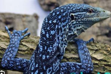 Monitor lizards kaufen und verkaufen Photo: Suche varanus macraei Monitor lizards kaufen und verkaufen Photo: Suche varanus macraei