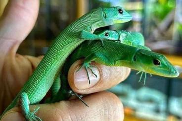 Lizards kaufen und verkaufen Photo: Suche gastropholis prasina Lizards kaufen und verkaufen Photo: Suche gastropholis prasina