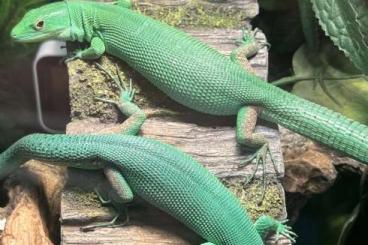 Echsen kaufen und verkaufen Foto: Suche gastropholis prasina Echsen kaufen und verkaufen Foto: Suche gastropholis prasina