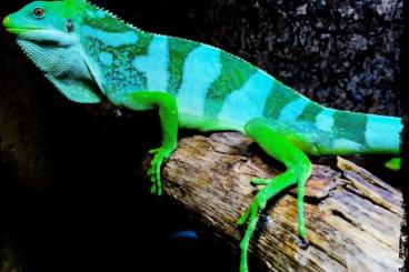 Lizards kaufen und verkaufen Photo: Suche brachylophus fasciatus Lizards kaufen und verkaufen Photo: Suche brachylophus fasciatus