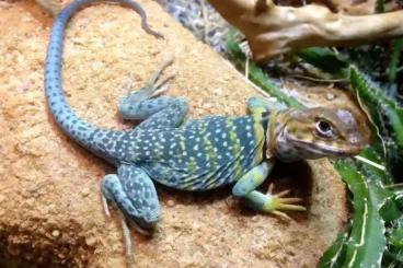 Lizards kaufen und verkaufen Photo: Suche Halsbandleguane Lizards kaufen und verkaufen Photo: Suche Halsbandleguane