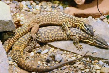 Monitor lizards kaufen und verkaufen Photo: Suche Varanus Acanthurus Monitor lizards kaufen und verkaufen Photo: Suche Varanus Acanthurus