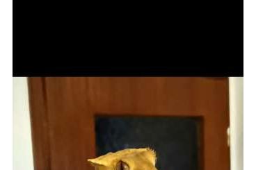 Geckos kaufen und verkaufen Foto: 2 Kronengecko Weibchen 0.1 / 0.2 Geckos kaufen und verkaufen Foto: 2 Kronengecko Weibchen 0.1 / 0.2
