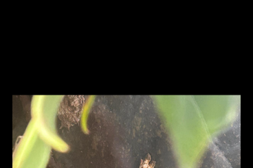 Geckos kaufen und verkaufen Photo: 1.2 Kronengecko mit Terrarium 60x45x90 Correlophus ciliatus Geckos kaufen und verkaufen Photo: 1.2 Kronengecko mit Terrarium 60x45x90 Correlophus ciliatus