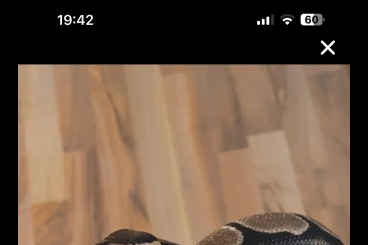 Ball Pythons kaufen und verkaufen Photo: Königspython weiblich mit Terrarium+Zubehör Ball Pythons kaufen und verkaufen Photo: Königspython weiblich mit Terrarium+Zubehör
