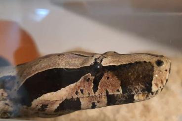 Snakes kaufen und verkaufen Photo: 1.1 Boa constrictor constrictor Belem Snakes kaufen und verkaufen Photo: 1.1 Boa constrictor constrictor Belem