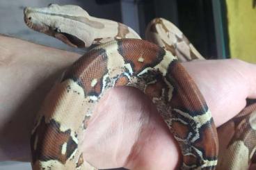 Snakes kaufen und verkaufen Photo: 1.1 Boa constrictor constrictor guyana Snakes kaufen und verkaufen Photo: 1.1 Boa constrictor constrictor guyana