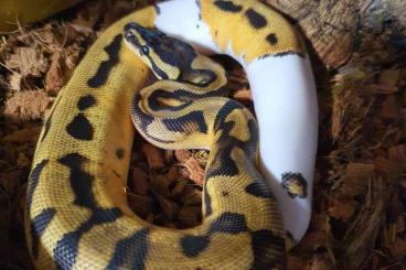 Snakes kaufen und verkaufen Photo: Königspythen für Houten Snakes kaufen und verkaufen Photo: Königspythen für Houten