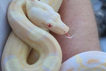 Snakes kaufen und verkaufen Photo: 1.0 Albino Motley Sharp Boa constrictor imperator Snakes kaufen und verkaufen Photo: 1.0 Albino Motley Sharp Boa constrictor imperator